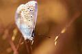 polyommatus icarus